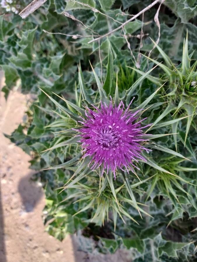 Silybum marianum