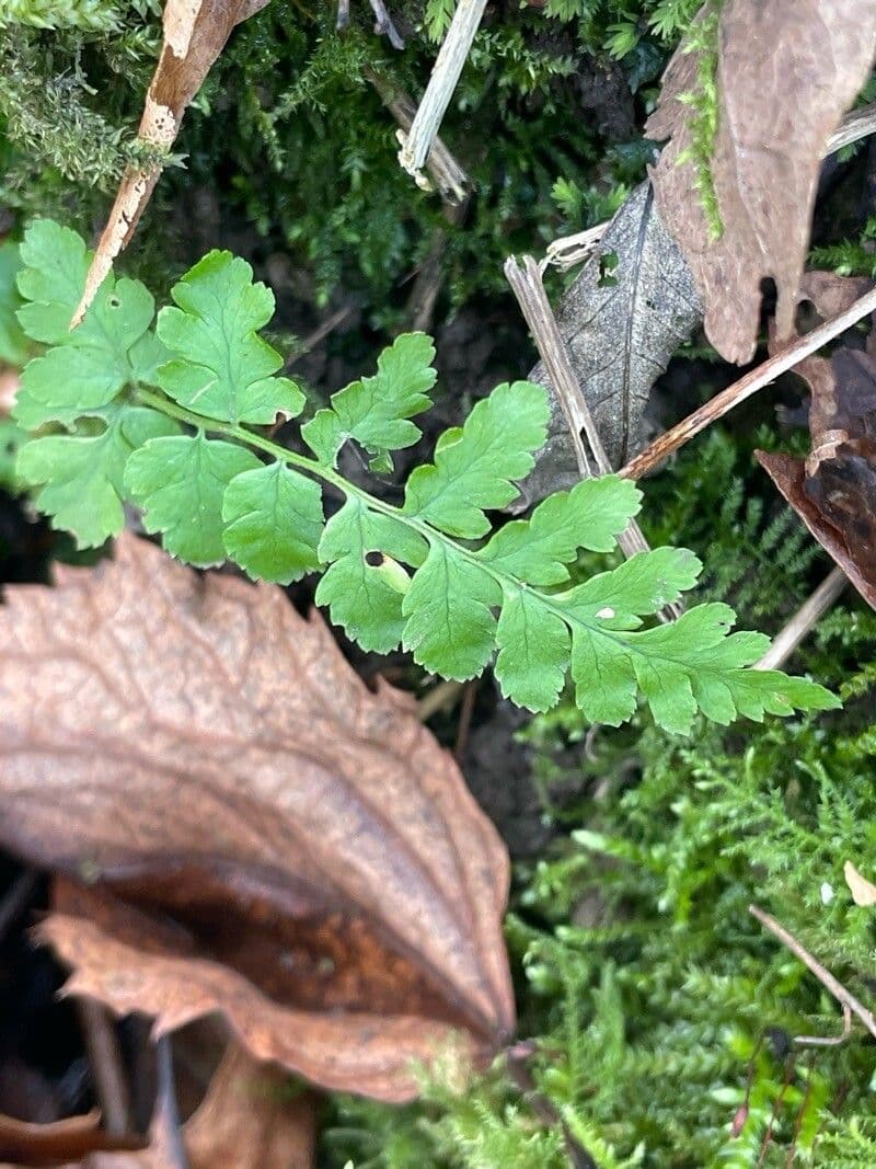 Dryopteris cristata