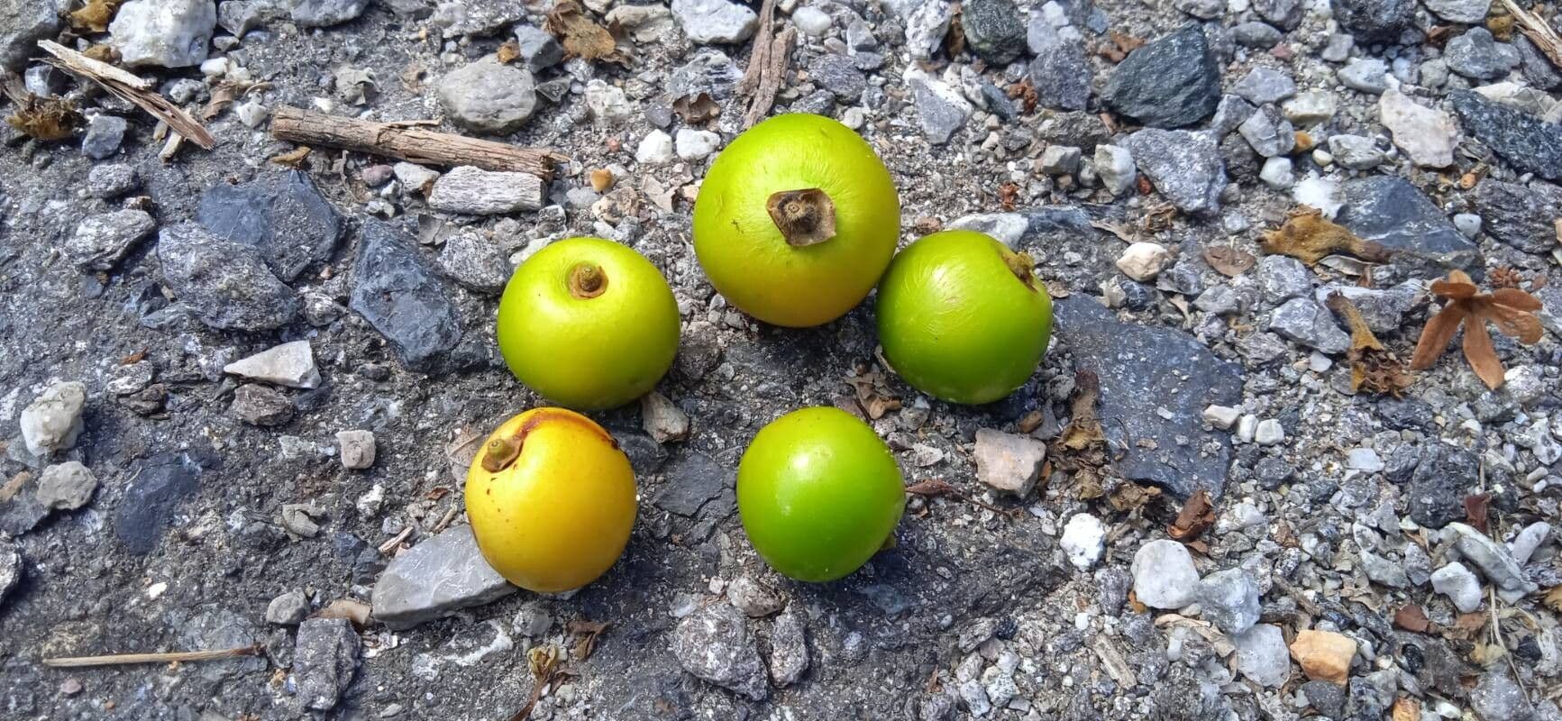 Gmelina arborea
