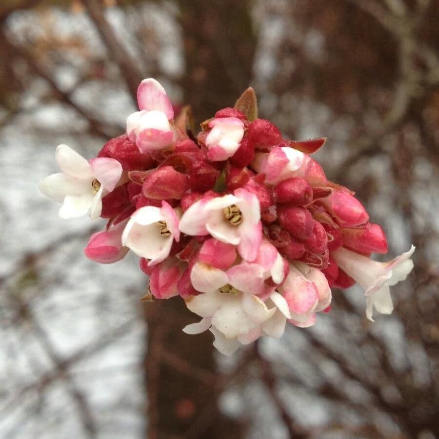 Viburnum farreri