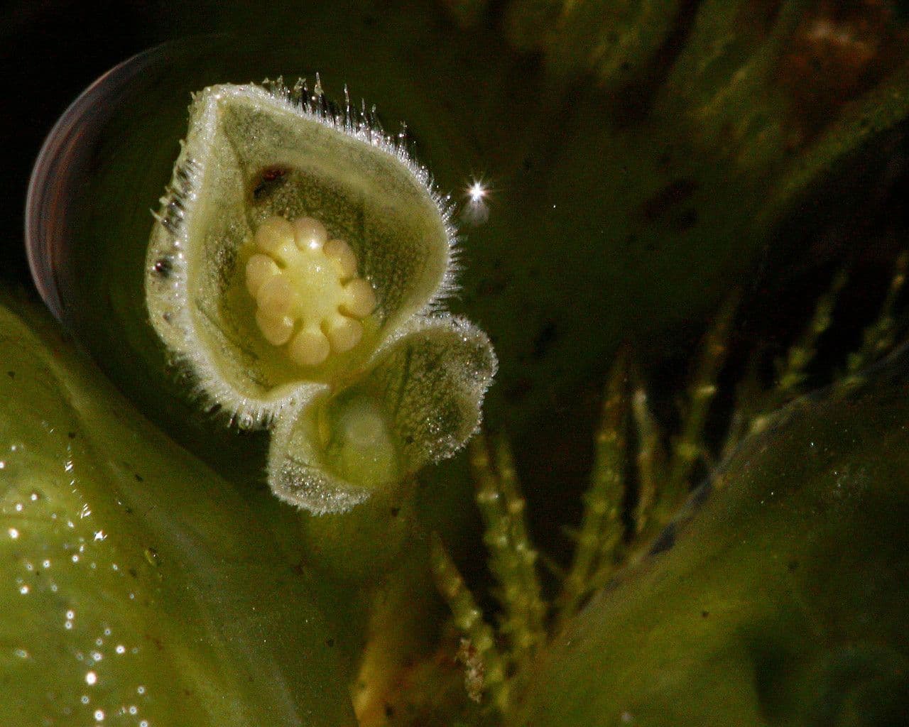 Pistia stratiotes