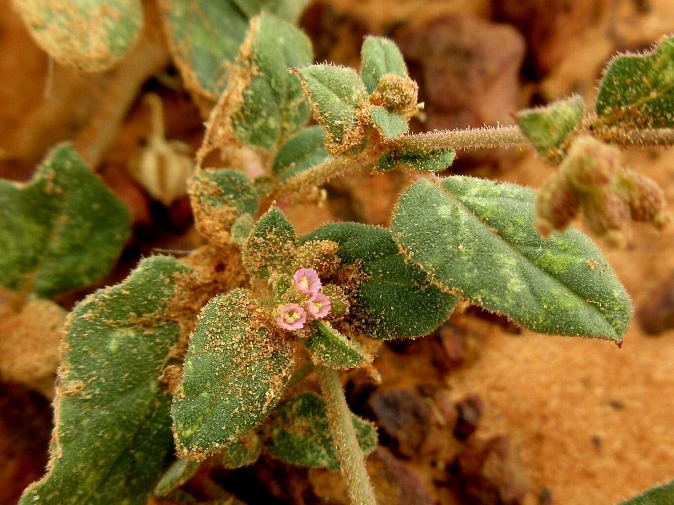 Boerhavia diffusa