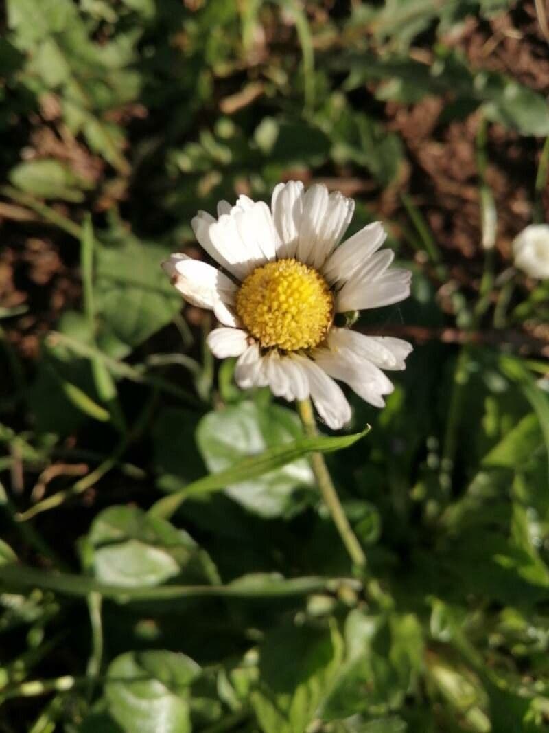 Bellis annua