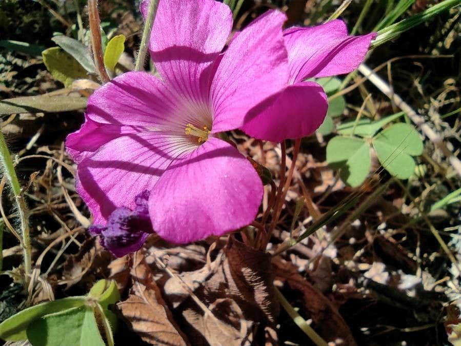 Oxalis drummondii