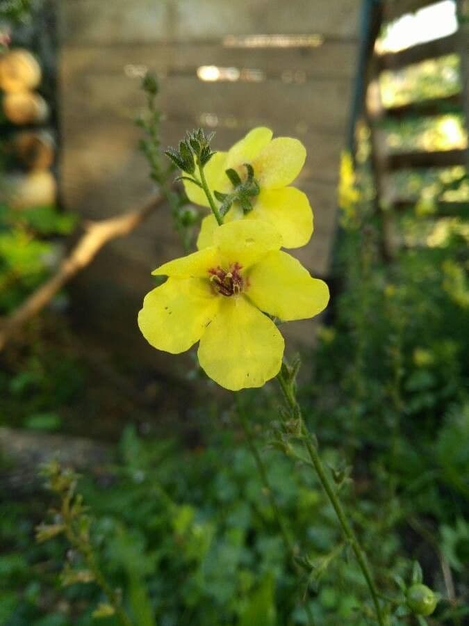 Verbascum blattaria