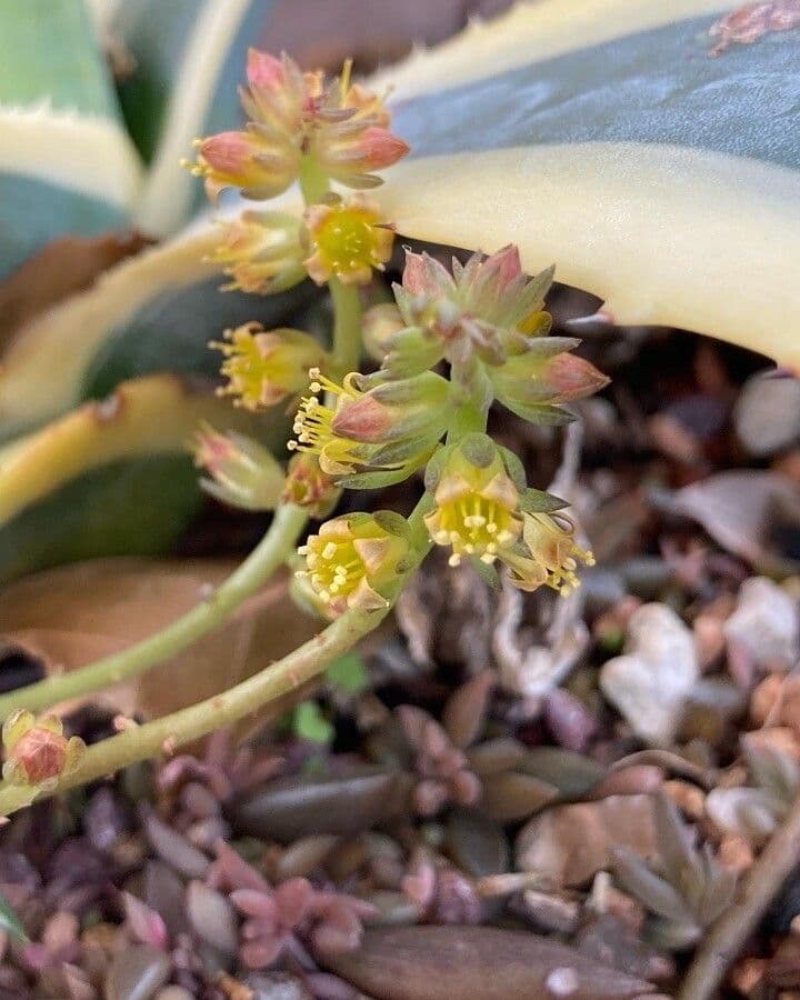 Lenophyllum acutifolium