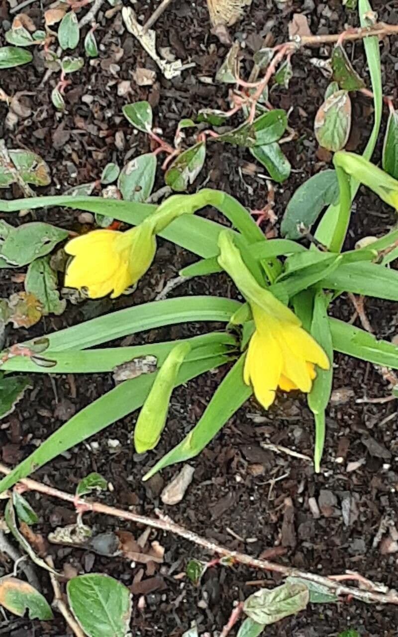 Fritillaria pudica