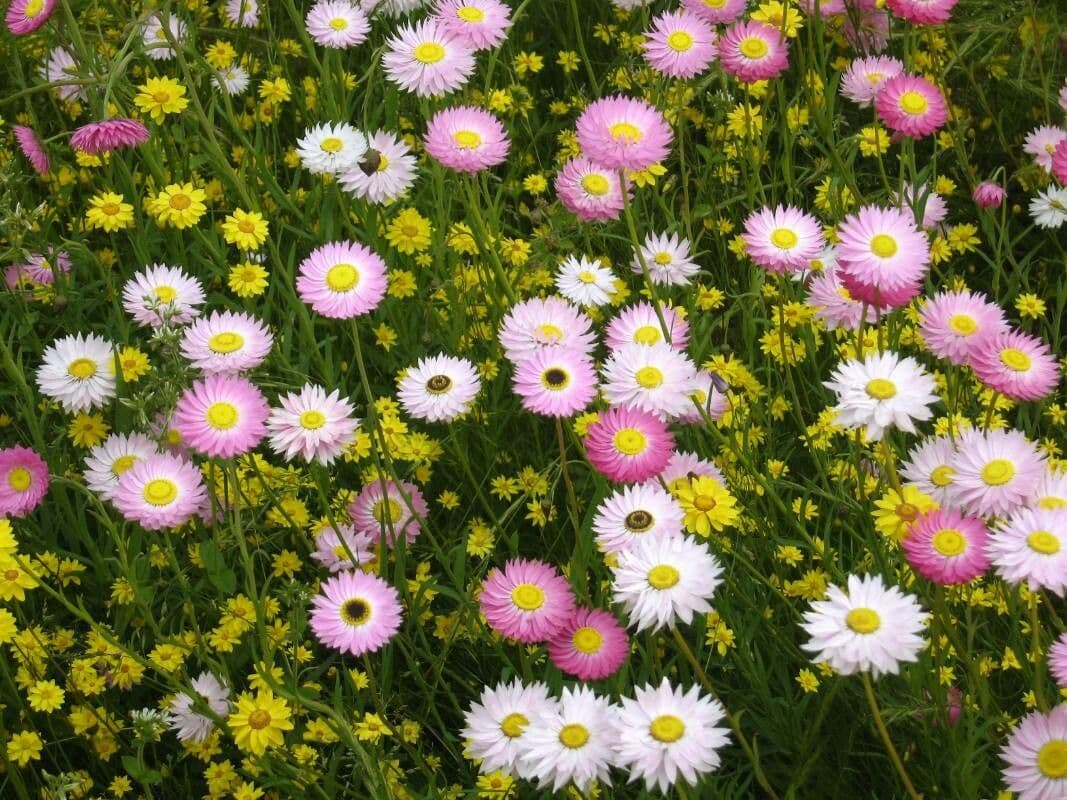 How To Grow Rhodanthe chlorocephala | EarthOne