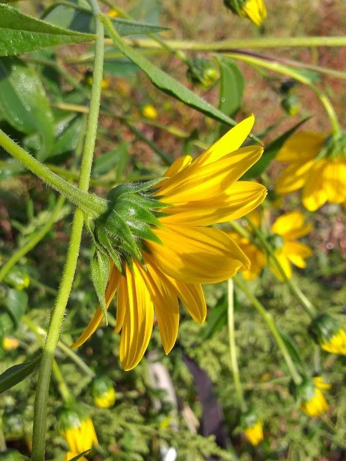 Helianthus tuberosus