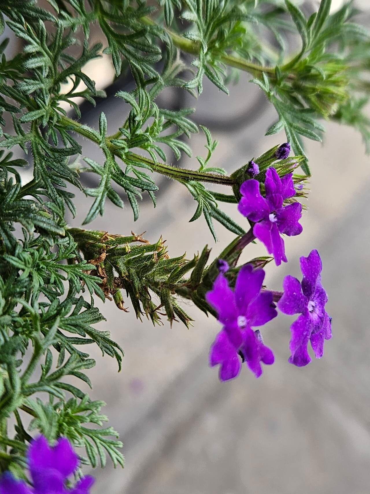 Verbena tenera