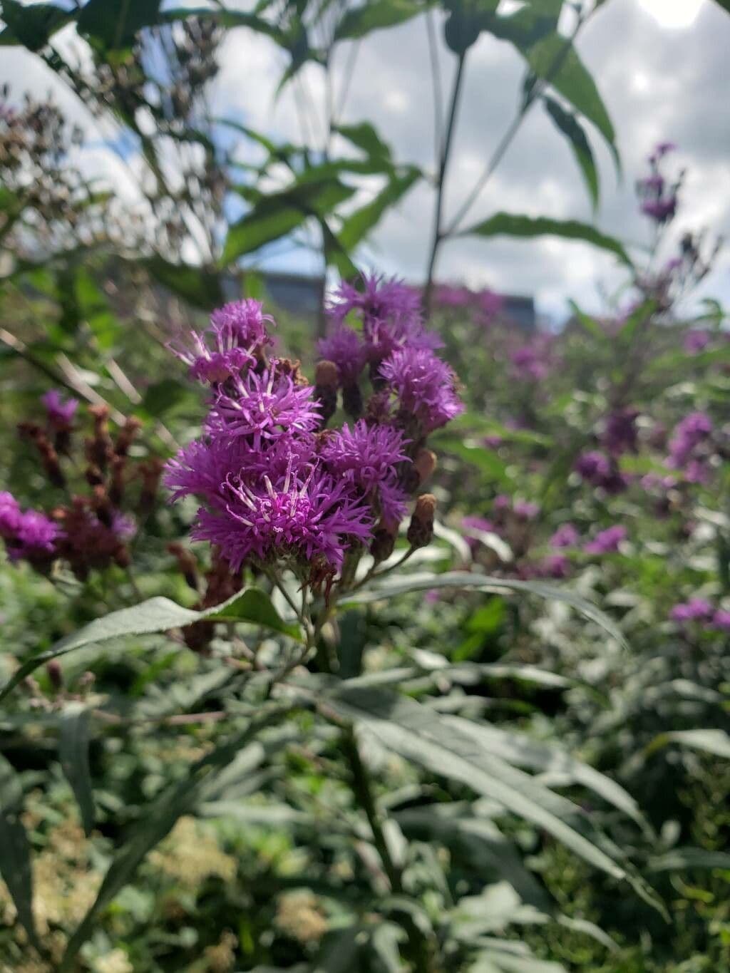 Vernonia fasciculata