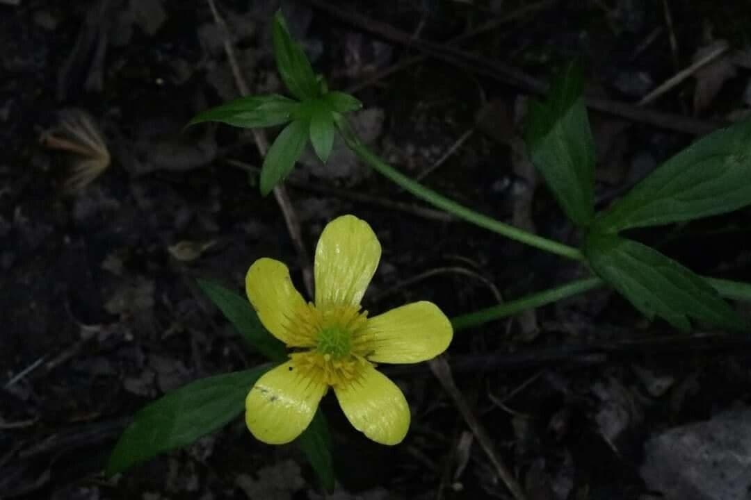Ranunculus hispidus