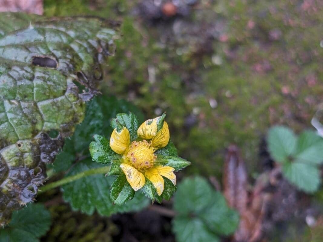 Potentilla indica