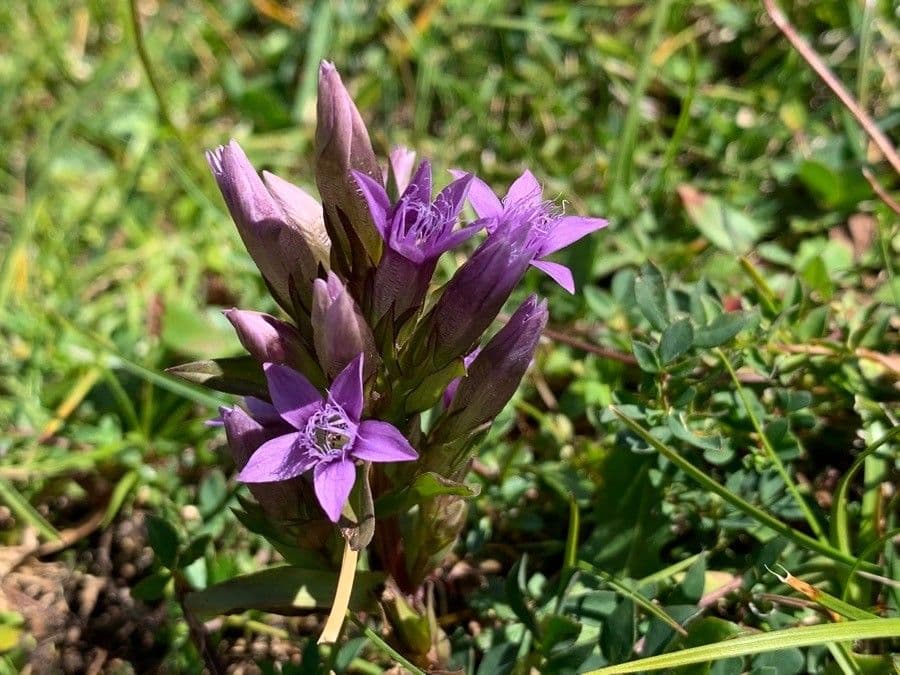 Gentianella germanica