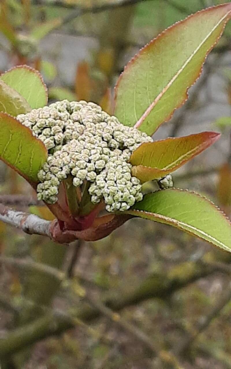 Viburnum prunifolium