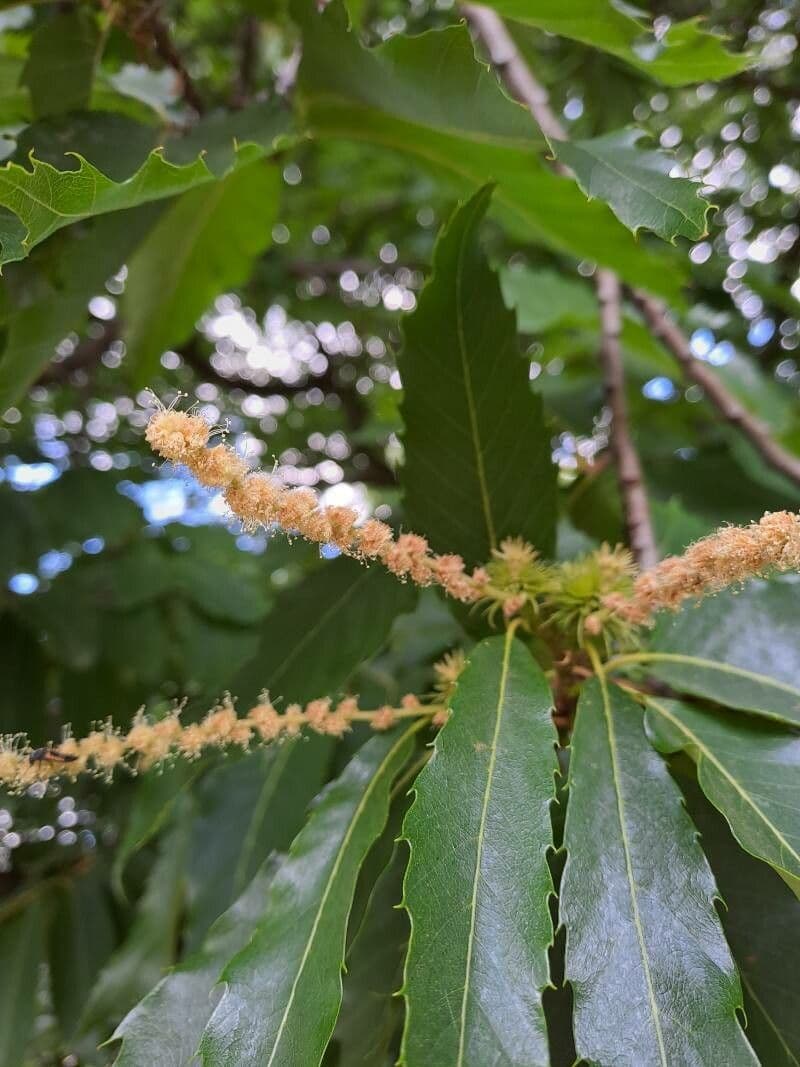 Castanea pumila