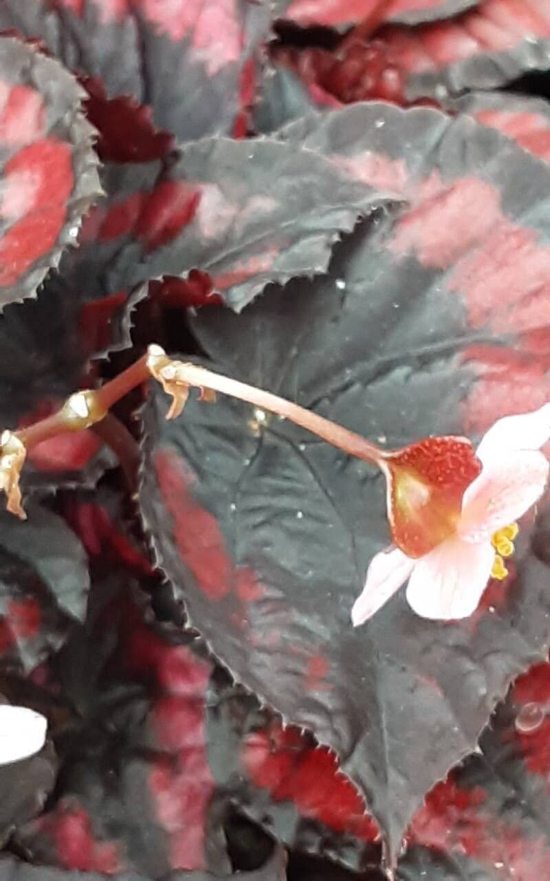 Begonia rex