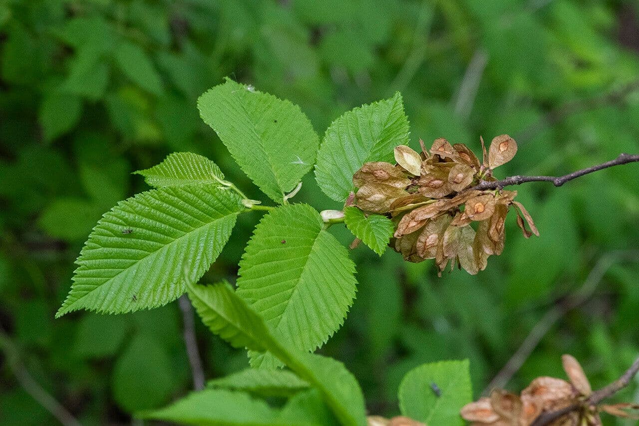 Ulmus rubra