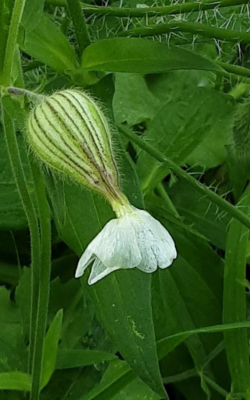 Silene dichotoma