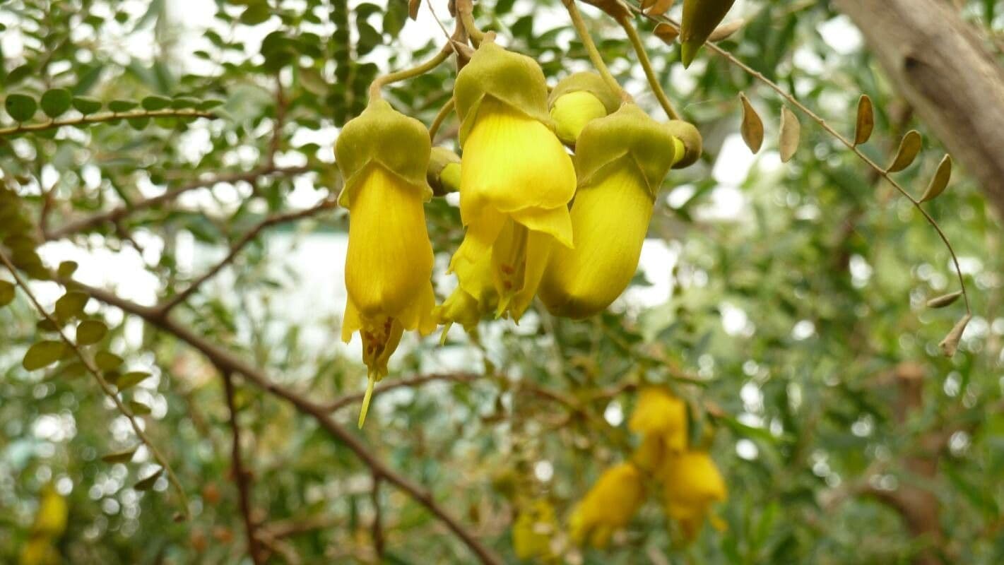 sophora microphylla