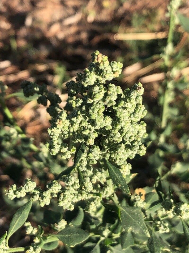 Chenopodium vulvaria