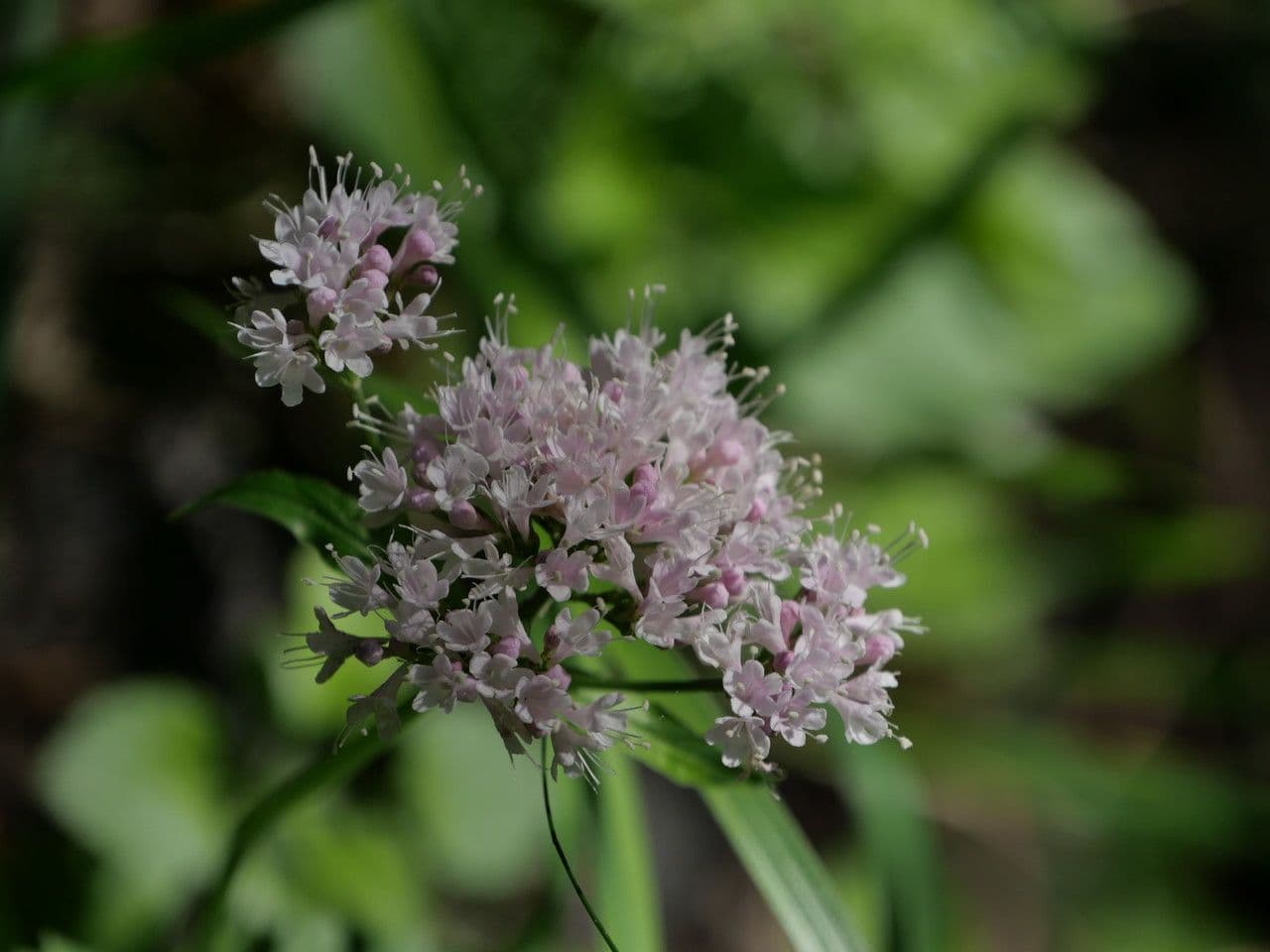 Valeriana montana