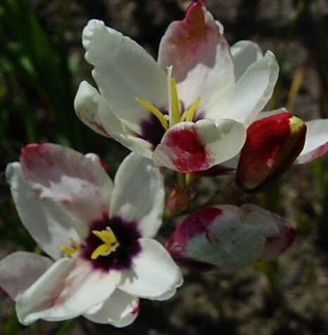 Ixia maculata