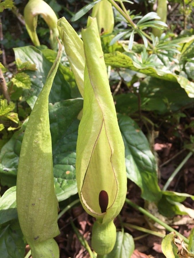 Arum maculatum