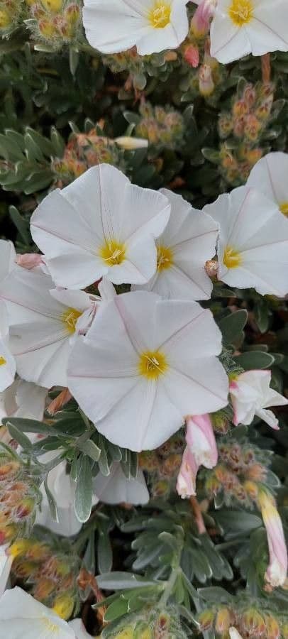 Convolvulus cneorum