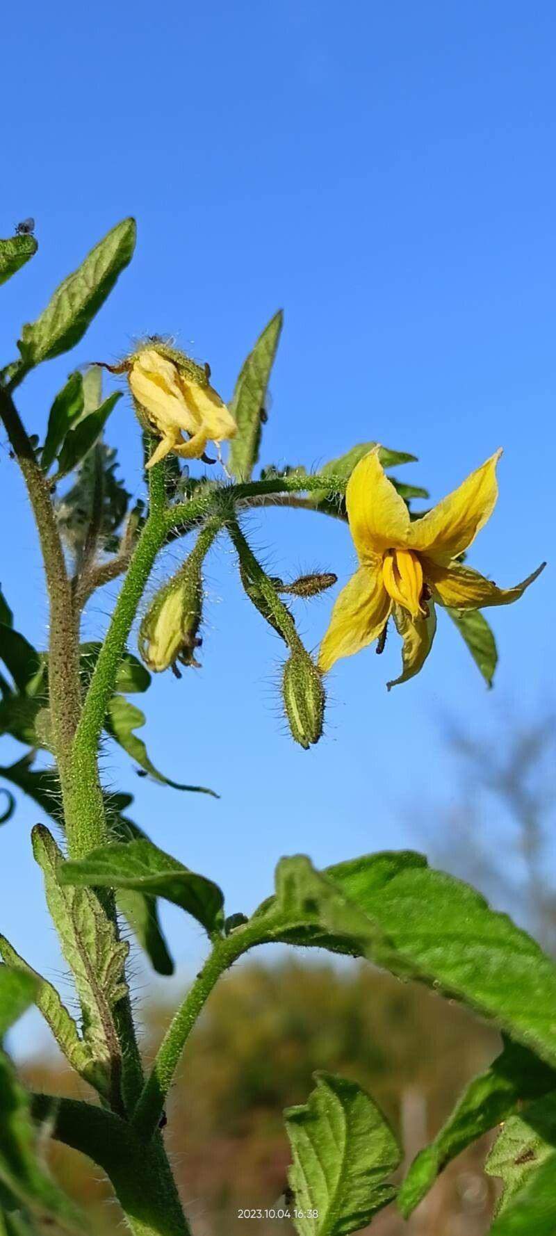 Solanum lycopersicum