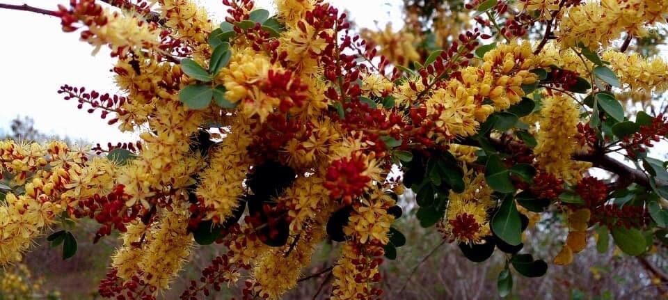 Haematoxylum campechianum