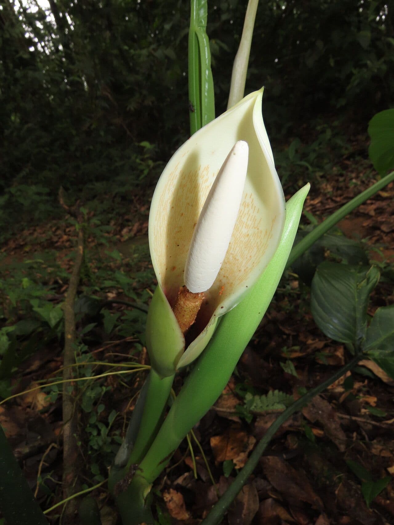 Philodendron tripartitum