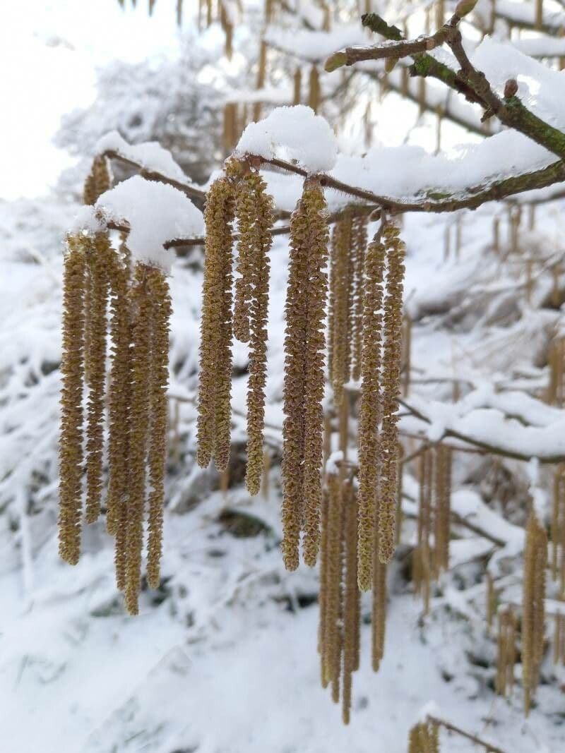 Corylus avellana