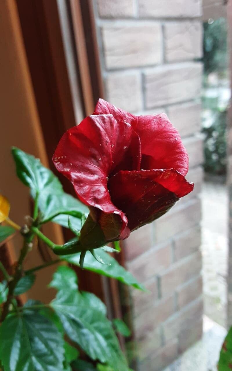 Hibiscus sabdariffa