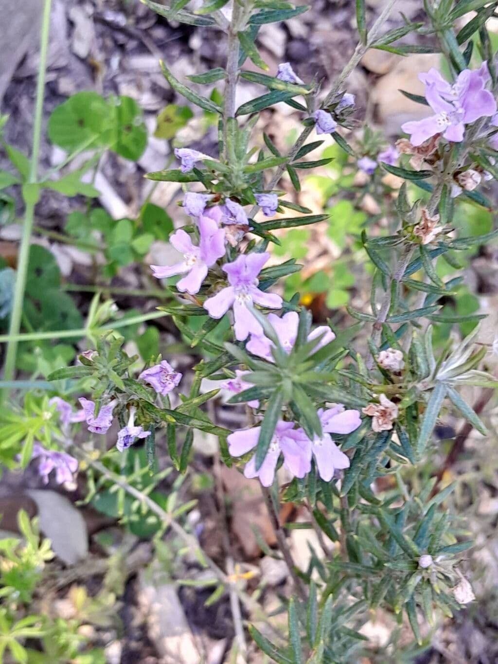 Westringia longifolia