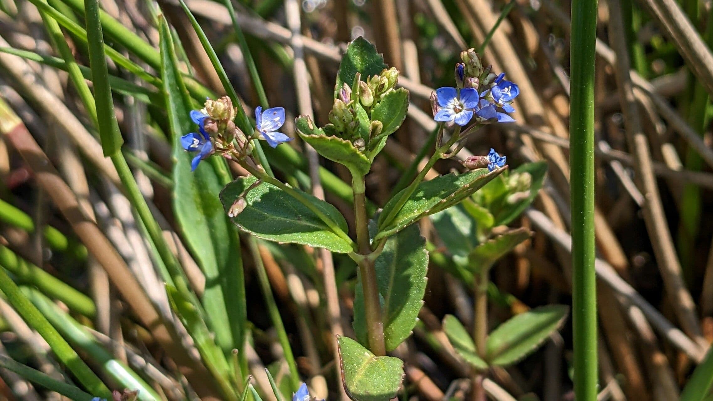 Veronica beccabunga