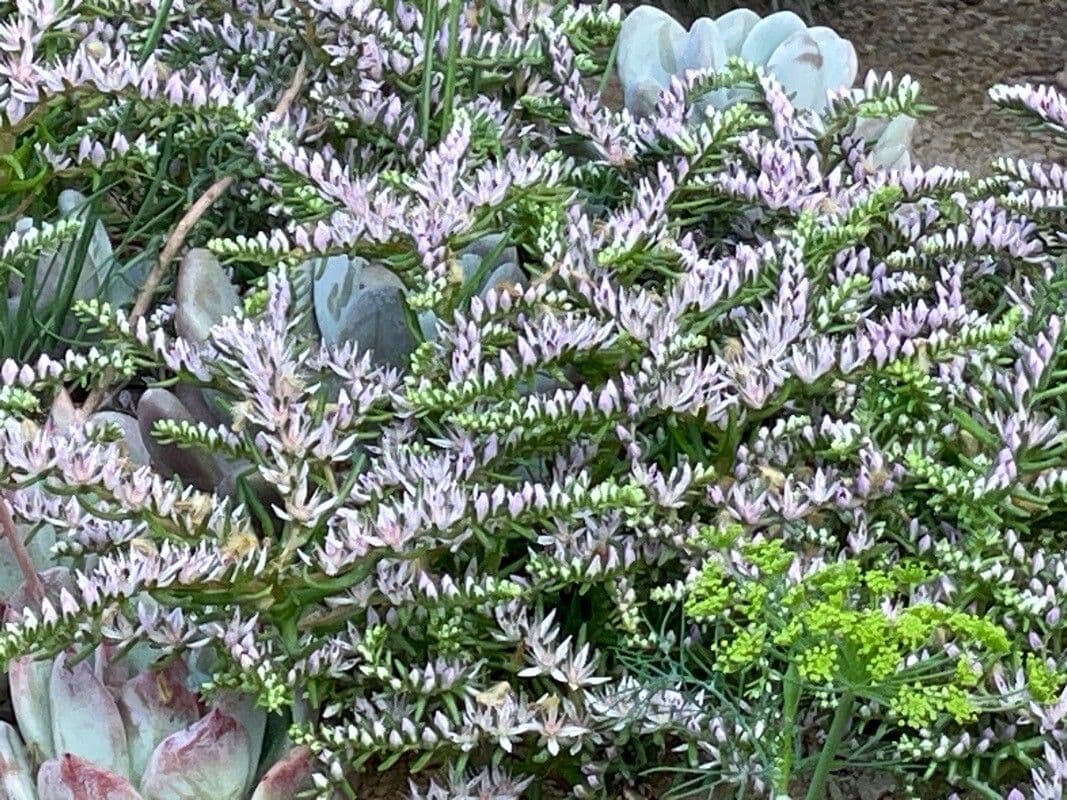 Sedum pulchellum