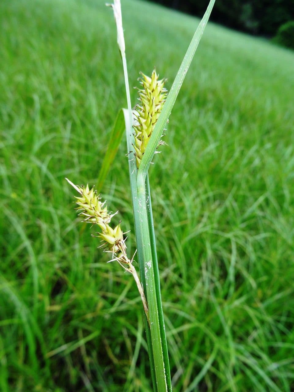 Carex vesicaria