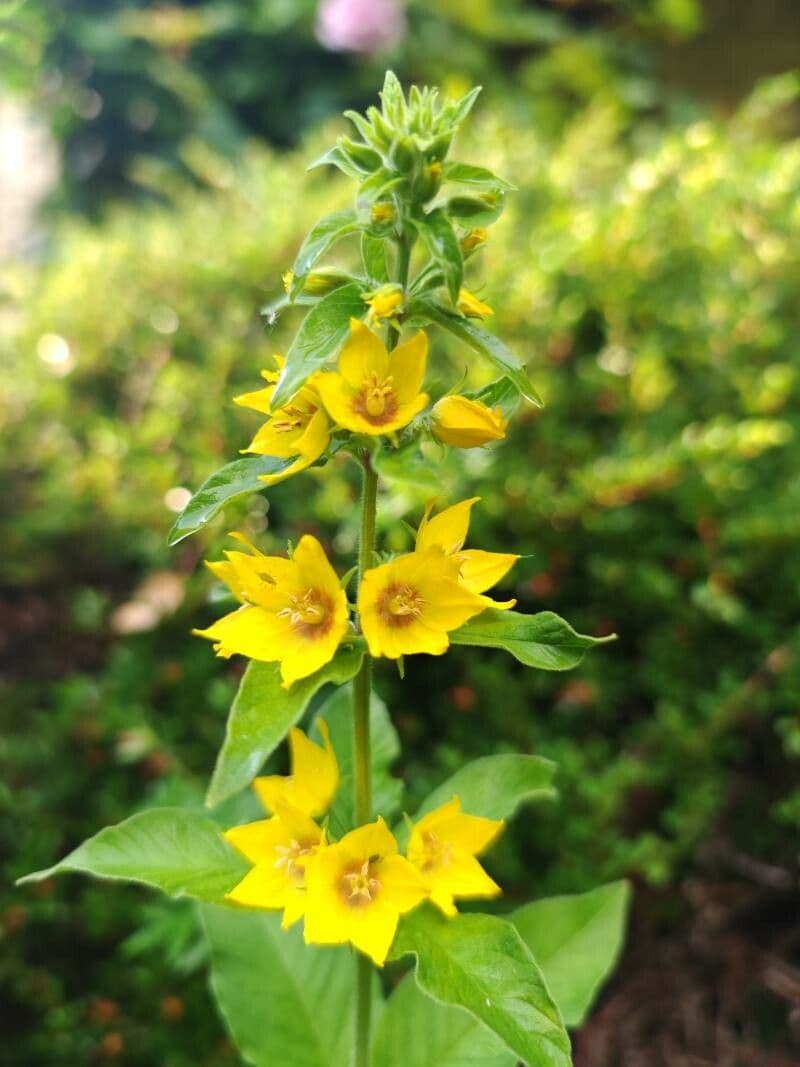 Lysimachia punctata