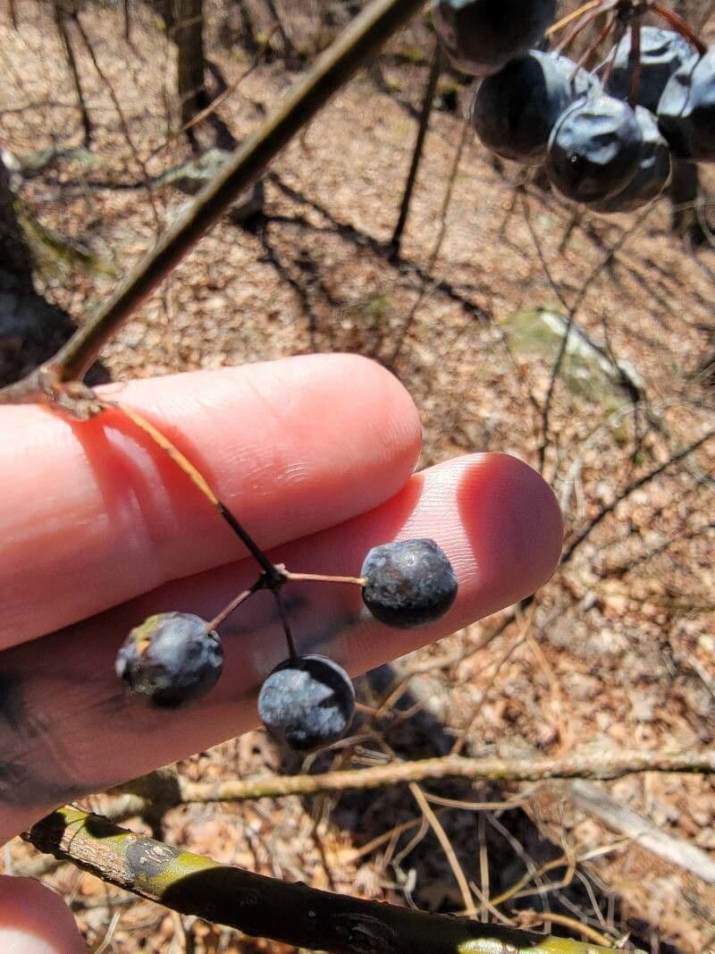 Smilax glauca
