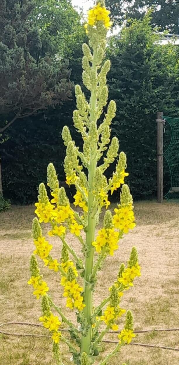 Verbascum speciosum