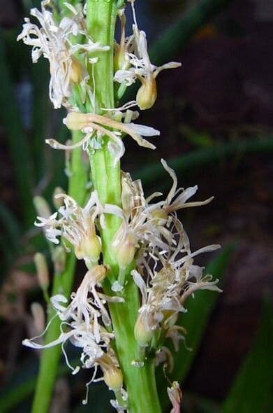 Dracaena zeylanica