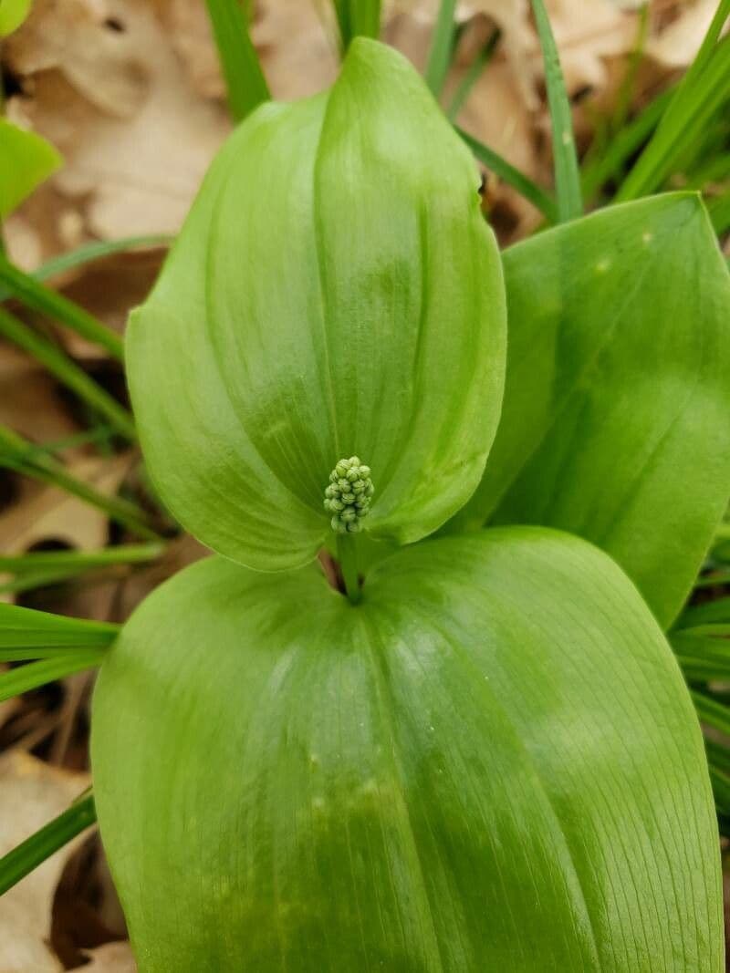 Maianthemum canadense