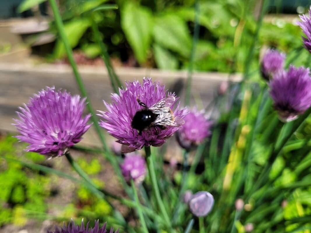 Allium schoenoprasum