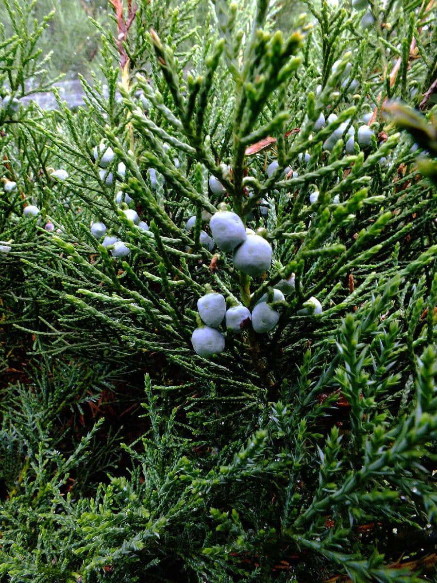 Juniperus chinensis