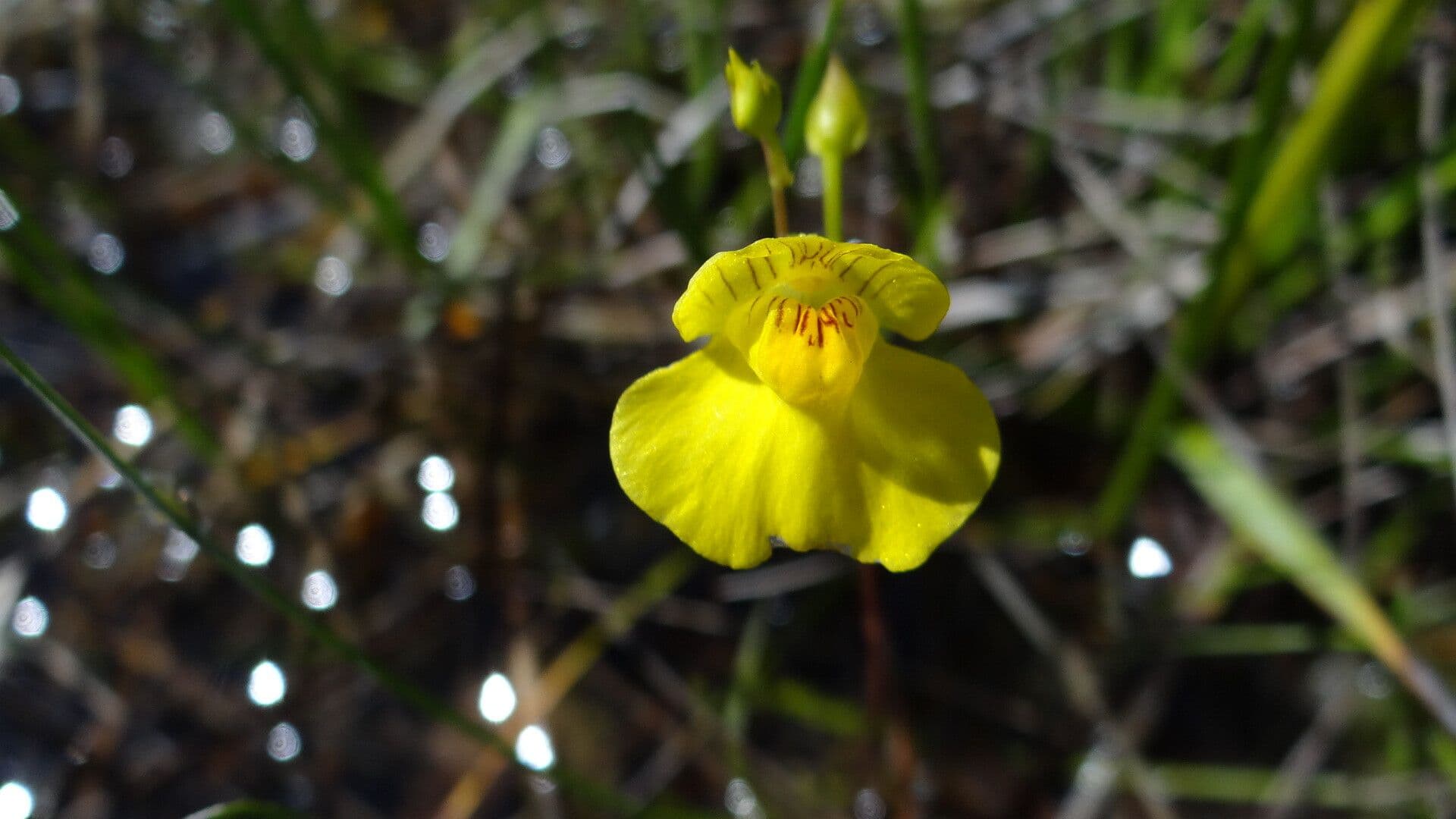 Utricularia intermedia