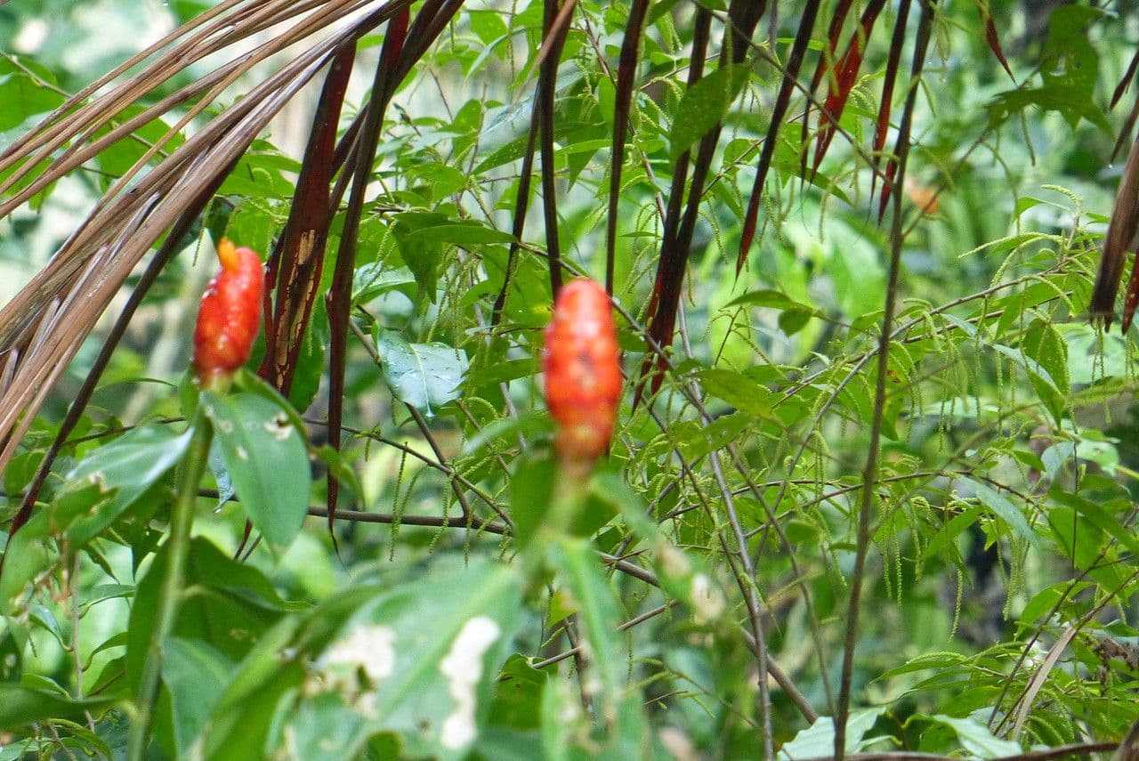 Costus woodsonii