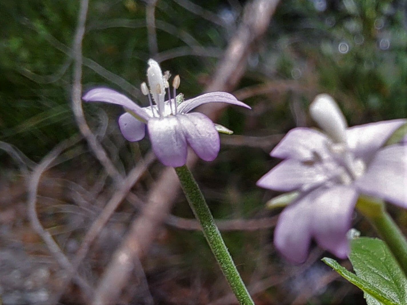 Epilobium roseum