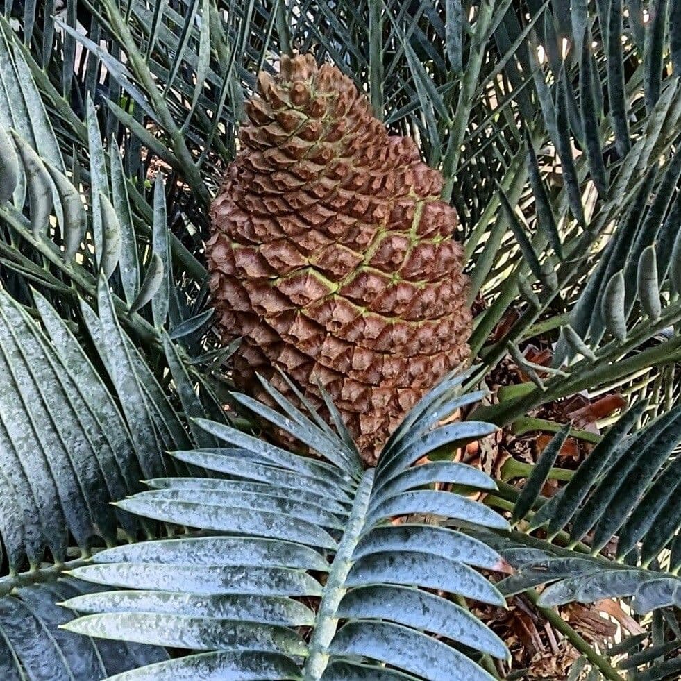 Encephalartos lehmannii