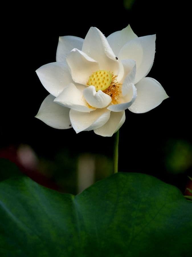 Nelumbo nucifera